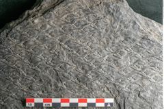 Foto (Detailansicht) von Lepidodendron aculeatum St. (NHMW-GEO-2024-0188-11024)